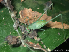 Mecopodinae