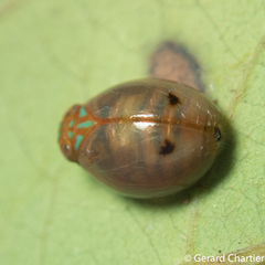 Hemisphaerius