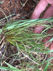 Cyperus cristatus
