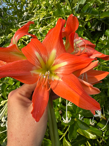 Hippeastrum striatum observed 2025-11-06