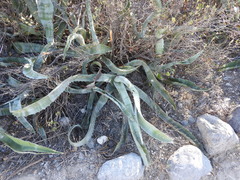 Agave marmorata