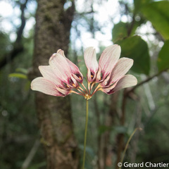 Bulbophyllum lepidum