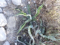 Agave marmorata