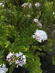 Veronica diosmifolia