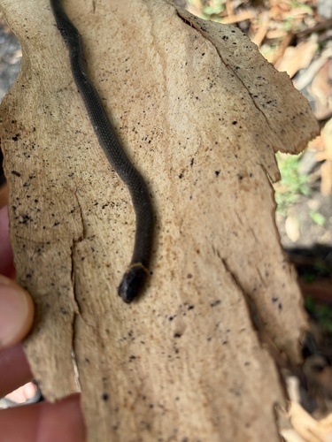 Southern Dwarf Crowned Snake sighting