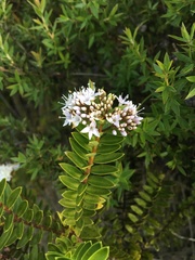 Veronica diosmifolia