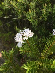 Veronica diosmifolia