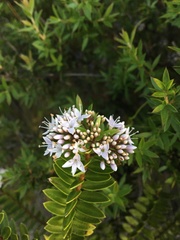 Veronica diosmifolia