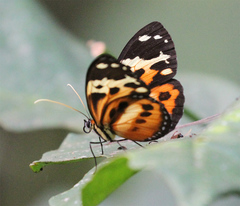 Tithorea harmonia