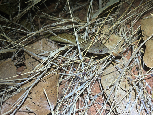 Pygmy Mulga Snake sighting