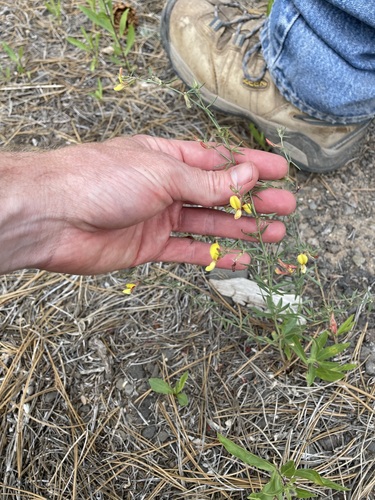 Wright's Deervetch (Acmispon wrightii)