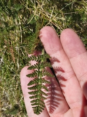 Chaerophyllum eriopodum