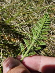 Chaerophyllum eriopodum