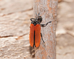 Castiarina nasuta