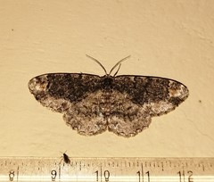 Parapholodes fuliginea