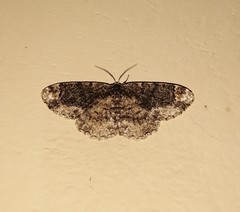 Parapholodes fuliginea