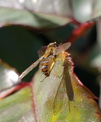 Toxomerus