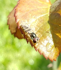 Allograpta