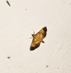 Syngamia latimarginalis