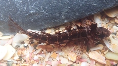 Notoclinus compressus