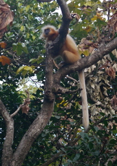 Trachypithecus geei