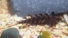 Notoclinus compressus