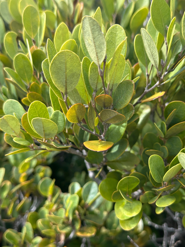Distylium lepidotum iNat (1)