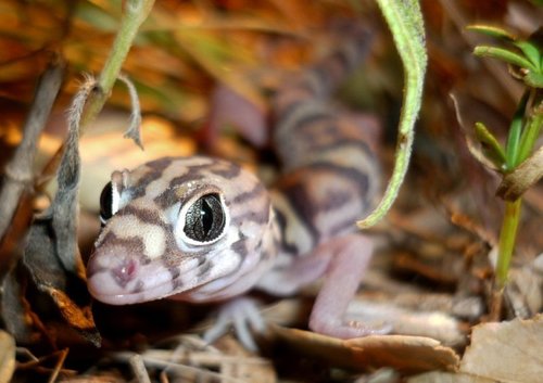 Coleonyx elegans