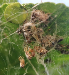 Stegodyphus sarasinorum