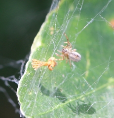 Stegodyphus sarasinorum