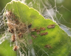 Stegodyphus sarasinorum