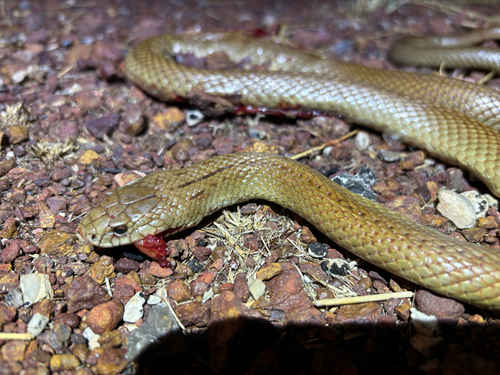 Pygmy Mulga Snake sighting