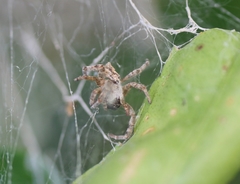 Stegodyphus sarasinorum