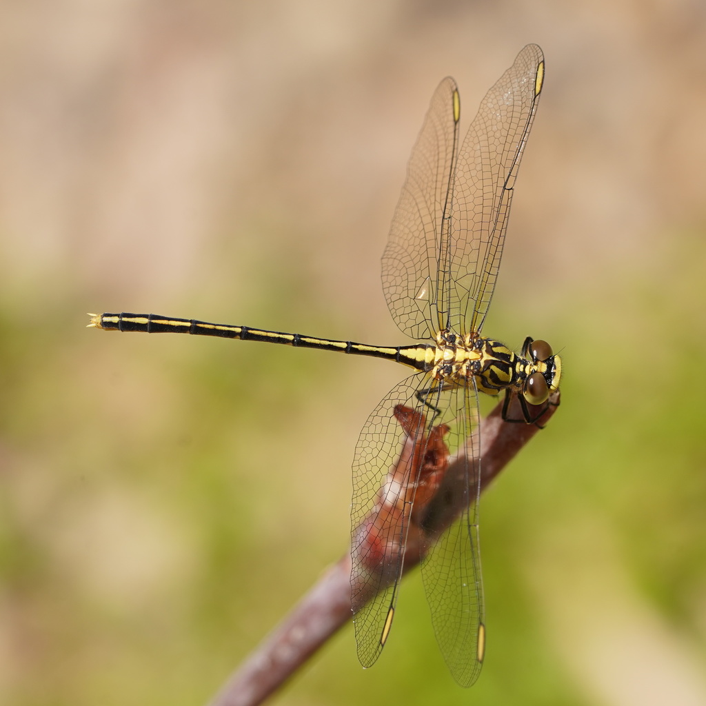 Yellow-striped Hunter