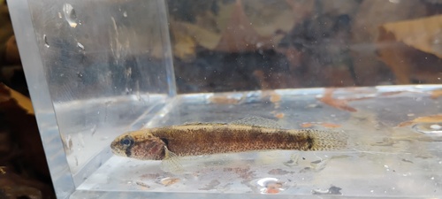 Paleback darter (Etheostoma pallididorsum) — Percidae — 3