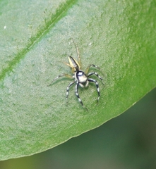 Phintelloides jesudasi