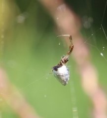 Argyrodes argentatus