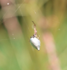 Argyrodes argentatus
