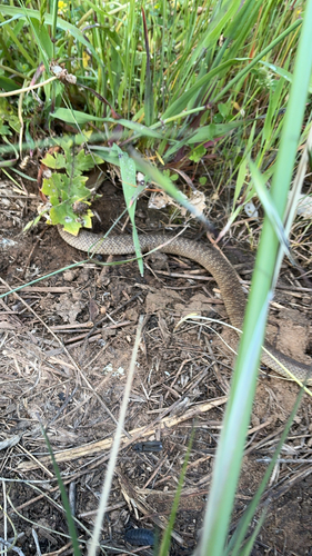 Eastern Brown Snake sighting