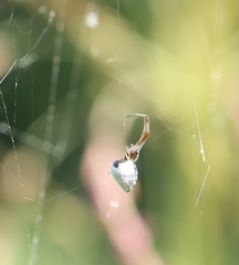 Argyrodes argentatus