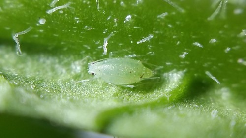 Green Thistle Aphid