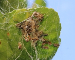 Stegodyphus sarasinorum