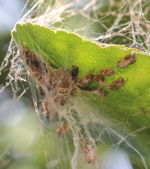 Stegodyphus sarasinorum