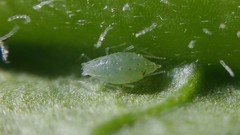 Capitophorus carduinus