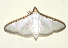 Cydalima