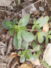 Portulaca oleracea
