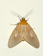 Asota producta