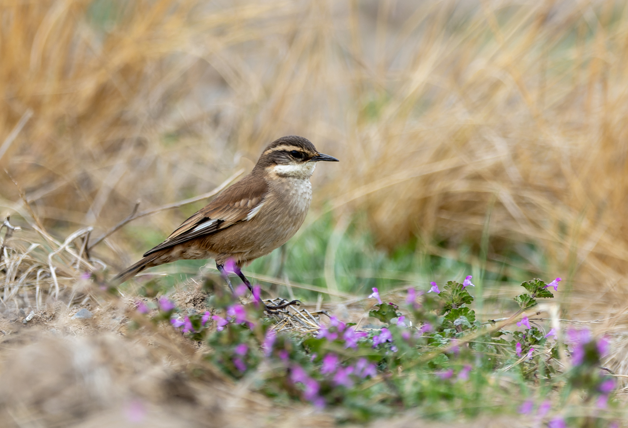 Cream-winged Cinclodes illustration