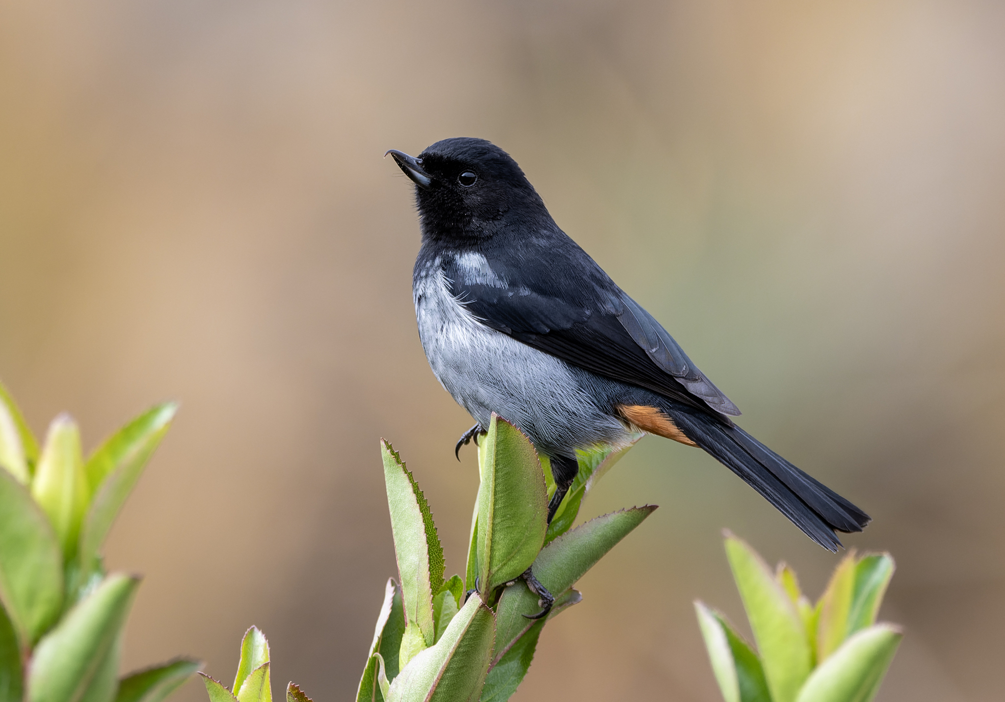 Grey-bellied Flowerpiercer (Diglossa carbonaria), photo 3