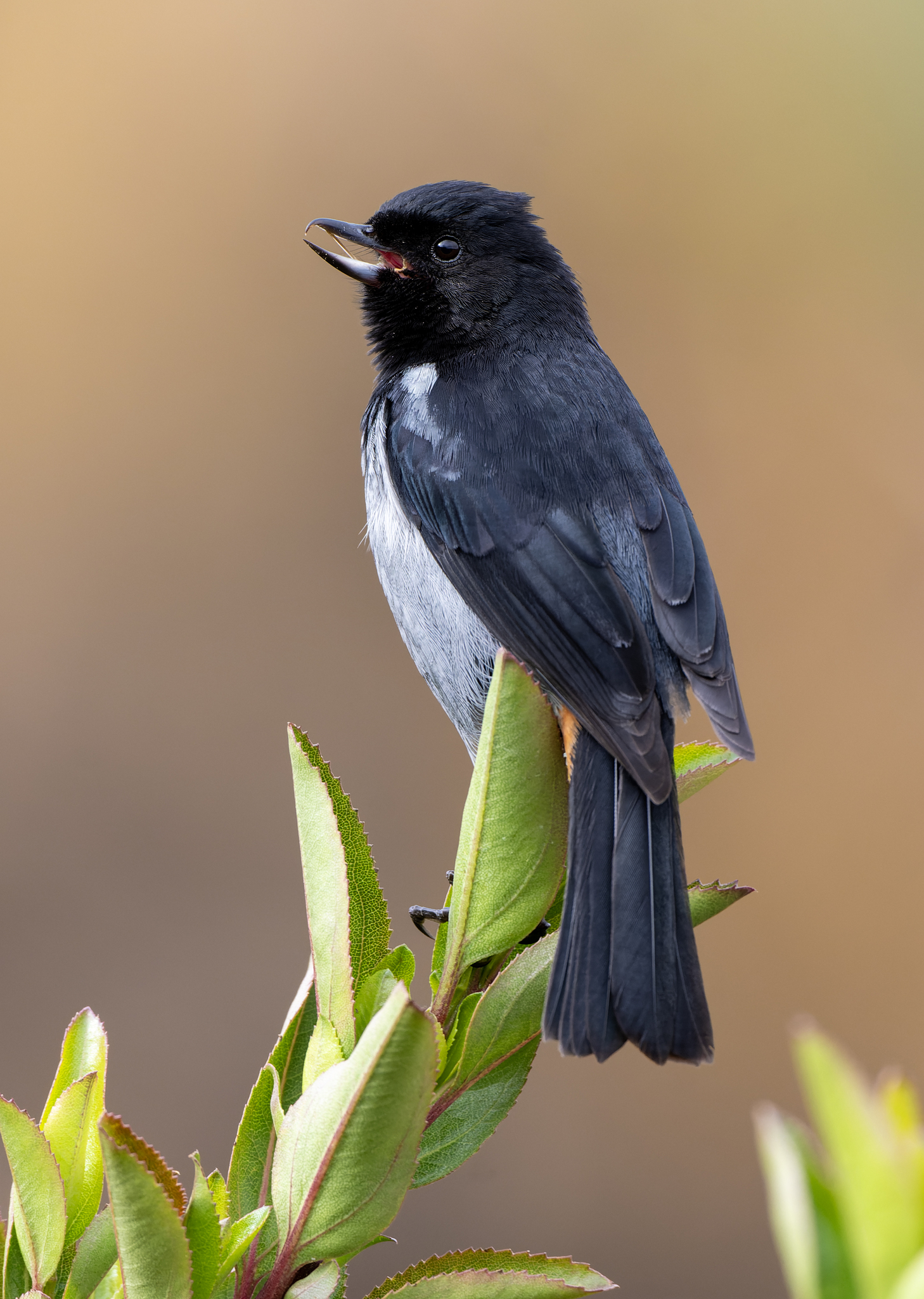 Grey-bellied Flowerpiercer (Diglossa carbonaria), photo 2